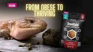 Obese Rescue Skinks Weight Loss Journey  ft Hollie [upl. by Aidaas318]