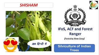 Shisham  Silviculture of Indian Trees for UPSC IFoS JPSC ACF Forest Range Officer [upl. by Aicirtam]