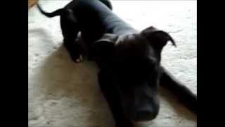 Labrabull  Pit Bull Mixed Labrador Retriever [upl. by Belcher]