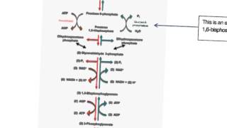 medical school biochem Metabolism and Glycogen Storage Disease [upl. by Giacinta]