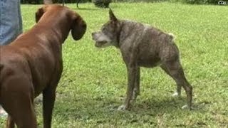 Meet the 2nd ugliest dog in the world [upl. by Marys627]