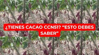 Cacao Cacao CCN51 y sus INCREÍBLES Características [upl. by Gaeta459]