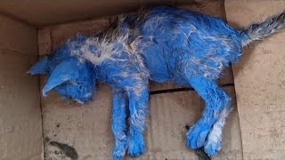 They Painted Her Blue For Fun Then Discarded Her Crying In The Middle Of The Rain [upl. by Ahsar]