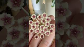 Hoya Phuwuaensis is blooming again ♡ This time with 3 peduncles ✿ [upl. by Etteniotnna]