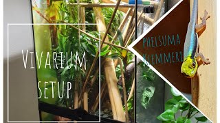 Vivarium Setup  Bamboo Forest for Phelsuma Klemmeri [upl. by Atsev]