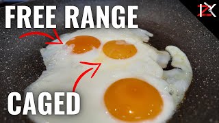 How To Know The Egg Codes  Golden Free Range Eggs vs Caged Eggs [upl. by Enimaj]