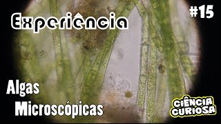 Experimento com Algas Microscópicas [upl. by Enihsnus459]