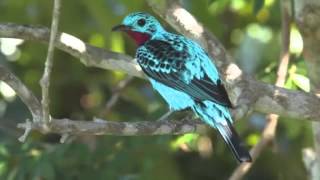 Spangled Cotinga [upl. by Ellertal428]