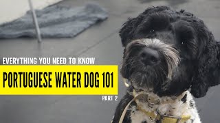 Everything You Need to Know About Portuguese Water Dogs Part 2 [upl. by Aikal69]