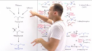 Metabolism of Methionine [upl. by Danyette]