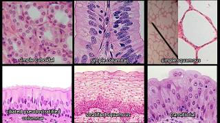 DITW  Simple Columnar Epithelial Tissue [upl. by Tymon]