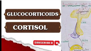 Glucocorticoids ll Cortisol ll Endocrine Physiology ll in Hindi [upl. by Caylor62]