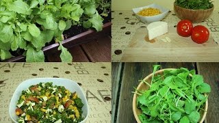 Rucola im Blumenkasten ernten  Zubereitung [upl. by Womack]