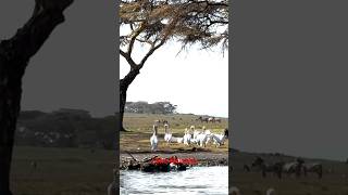 Lake Naivasha🦩wildlifephotography wildlifesafaris leopard youtubeshorts shortvideo [upl. by Ahseinar]