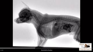 Veterinary Fluoroscopy  Watch the Swallow [upl. by Moskow]