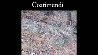 Coatimundi feeding wildlife nature coatimundi [upl. by Eetnahc609]