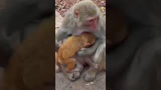 Monkey funny video comedy bandar  desiRushda hayat [upl. by Neyuh]