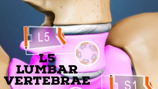 L5 lumbar vertebrae [upl. by Aubreir]