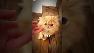 Meet the Persian cat PersianCat CatLovers FluffyCats ElegantPets [upl. by Tymes]