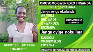 OMUSOMO GWABALUNZI NE NUUWE POULTRY FARM JANGU OYIGE OKULUNDA ENKONKO ENGANDA [upl. by Ydissak]