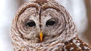 Barred Owl Calls  Barred Owl Sound Effects  Owl Singing  Owl Sounds at Night  No Music [upl. by Drofliw]