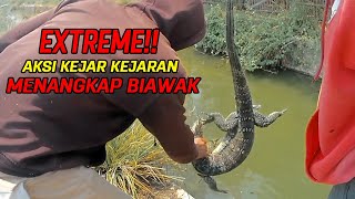 EXTREME AKSI KEJAR KEJARAN PENANGKAPAN BIAWAK [upl. by Cayser]