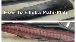 Master Mahi Mahi Butchery Learn to Debone Clean and Butcher Whole Mahi Mahi with Expert Tips [upl. by Elletnohs]