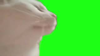 Cat Dancing with music Green Screen 1080p Meme Template catmeme shorts [upl. by Nydnarb]