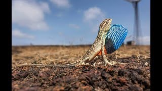 Tiny little Fan Throated Lizard running around in Satara Maharashtra  India [upl. by Nyltiac]