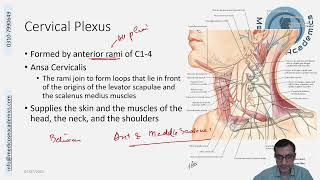 Cervical Plexus [upl. by Einnim]