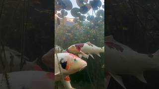 Mujhe Koi Fish Pasand Nahi  I Hate Koi Fish in Aquarium fish koi shorts [upl. by Garlaand]