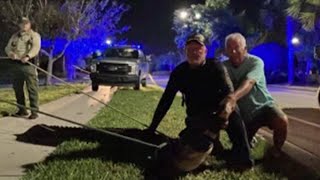 Neighbor rescues man attacked by alligator in Collier County [upl. by Nerin]