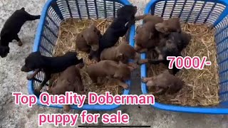 Doberman puppies for sale9063003726Vijayawadadog market in Vijayawada [upl. by Weinreb]