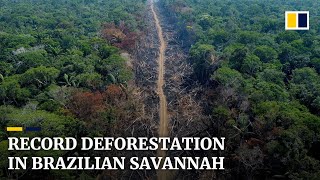 Deforestation in Brazil’s Cerrado savannah hits sevenyear high [upl. by Knorring]