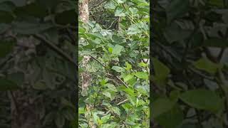 white cheeked barbet kutturuvan eating mulberries [upl. by Zurc]