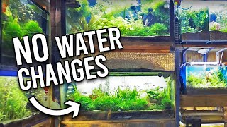 Natural ﻿Tropical Fish Store Reveals Secrets to NO Water Changes [upl. by Nadda]