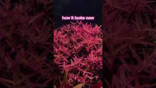 rotala blood red sg 1st day to present [upl. by Iralam]