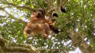 A Dangerous Rescue  Orangutan Diary  BBC Earth [upl. by Ketty331]