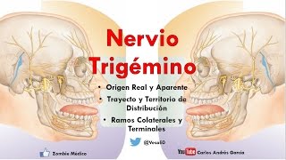 Anatomía  Nervio Trigémino Ganglios Ramos Oftálmico Maxilar y Mandibular [upl. by Darell]