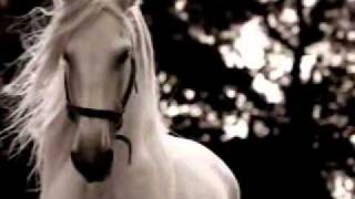 le cheval andalou  quotsimplementquot magnifique [upl. by Aneerhs5]