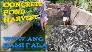 Tilapia harvestconcrete pond dongstv tilapia farm [upl. by Kordula]