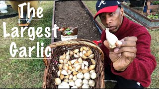 The Largest Garlic gardening garden garlic [upl. by Kopans]