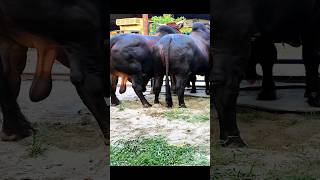 Beefed up bulls from Taz Cattle Ranch [upl. by Chatav]