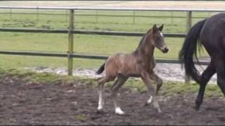 wwwreitschulesandbrinkde For Compliment  De Niro Fohlen foal colt Dressage [upl. by Park]