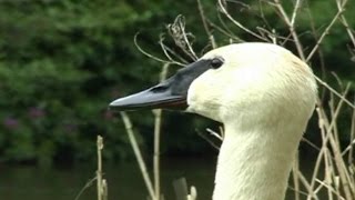 Trumpeter Swan Trumpeting and Honking Video amp Sounds  Trumpet of The Swan [upl. by Skelly652]