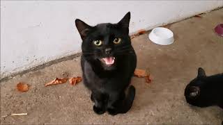 Black Cat Meowing for Treats [upl. by Wadsworth844]