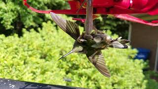 Praying Mantis Eats Hummingbird [upl. by Remliw793]