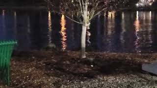 River Otters in Port Orchard Washington [upl. by Joellen]