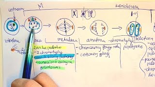 MITOZA I PODZIAŁY KOMÓRKOWE 4c2n liczba chromosomów o co chodzi [upl. by Puto]