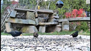 3 RedWinged Blackbirds Quispamsis [upl. by Fraser]